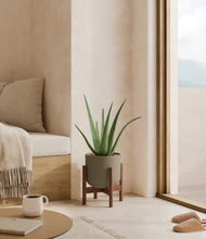 Load image into Gallery viewer, Sage Green stand:walnut