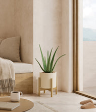 Load image into Gallery viewer, Cream stand:bamboo