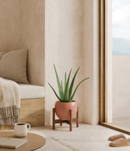 Load image into Gallery viewer, Calm Rose stand:walnut