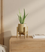 Load image into Gallery viewer, Almond Green stand:bamboo