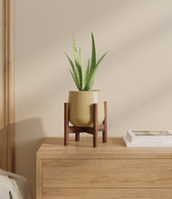 Load image into Gallery viewer, Almond Green stand:walnut