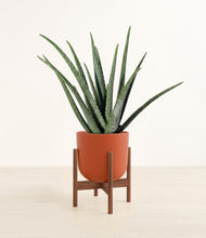 Load image into Gallery viewer, Earth Red stand:walnut