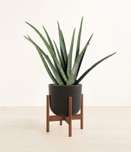 Load image into Gallery viewer, Stone Black stand:walnut