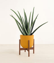 Load image into Gallery viewer, Sunset Orange stand:walnut