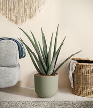Load image into Gallery viewer, Sage Green