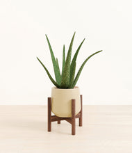 Load image into Gallery viewer, Almond Green stand:walnut
