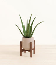 Load image into Gallery viewer, Eternal Gray stand:walnut