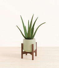 Load image into Gallery viewer, Turquoise stand:walnut