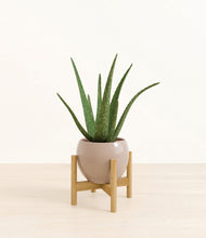 Load image into Gallery viewer, Desert Brown stand:bamboo