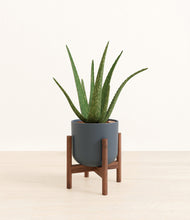 Load image into Gallery viewer, Iron Gray stand:walnut