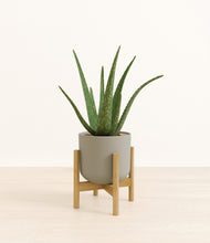 Load image into Gallery viewer, Sage Green stand:bamboo