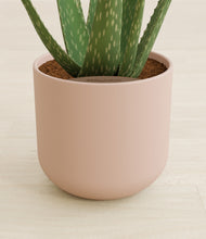 Load image into Gallery viewer, Sandy Pink stand:all