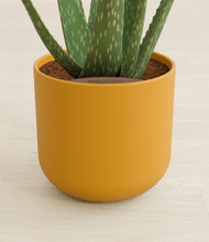 Load image into Gallery viewer, Sunset Orange stand:all