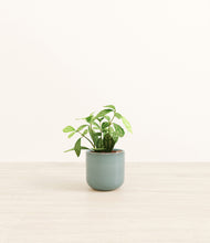 Load image into Gallery viewer, Reactive Aqua*****Profile