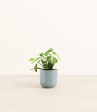 Load image into Gallery viewer, Misty Blue*****Profile