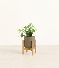 Load image into Gallery viewer, Olive stand:bamboo