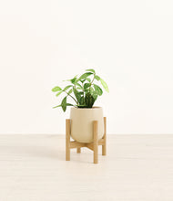 Load image into Gallery viewer, Almond Green stand:bamboo