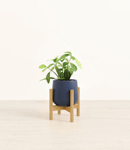Load image into Gallery viewer, Deep Navy stand:bamboo