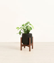 Load image into Gallery viewer, Black stand:walnut
