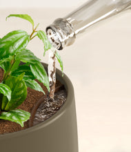 Load image into Gallery viewer, Olive stand:all