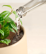 Load image into Gallery viewer, Almond Green stand:all