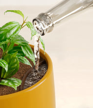 Load image into Gallery viewer, Mustard stand:all