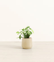 Load image into Gallery viewer, Almond Green*****Profile