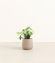 Load image into Gallery viewer, Eternal Gray*****Profile