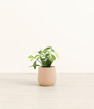 Load image into Gallery viewer, Gentle Pink*****Profile