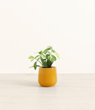 Load image into Gallery viewer, Mustard*****Profile