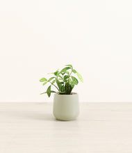 Load image into Gallery viewer, Turquoise*****Profile