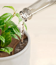 Load image into Gallery viewer, Hammered Ivory stand:all