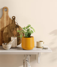 Load image into Gallery viewer, Mustard