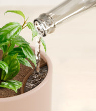 Load image into Gallery viewer, Sandy Pink stand:all