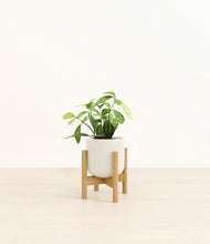 Load image into Gallery viewer, Cotton White stand:bamboo