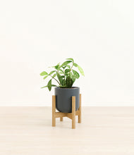 Load image into Gallery viewer, Iron Gray stand:bamboo