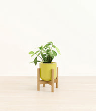 Load image into Gallery viewer, Key Lime Yellow stand:bamboo