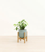 Load image into Gallery viewer, Reactive Aqua stand:bamboo