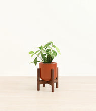 Load image into Gallery viewer, Glossy Red stand:walnut