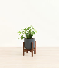 Load image into Gallery viewer, Iron Gray stand:walnut