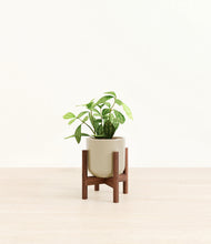 Load image into Gallery viewer, Sage Green stand:walnut