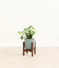 Load image into Gallery viewer, Reactive Aqua stand:walnut