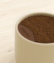 Load image into Gallery viewer, Almond Green