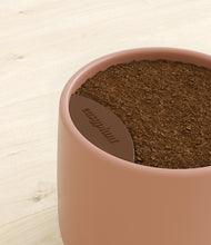 Load image into Gallery viewer, Calm Rose