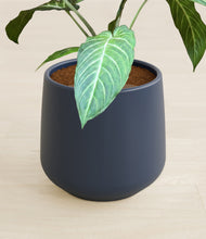 Load image into Gallery viewer, Deep Navy stand:all