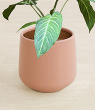 Load image into Gallery viewer, Calm Rose stand:all