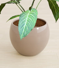 Load image into Gallery viewer, Desert Brown stand:all