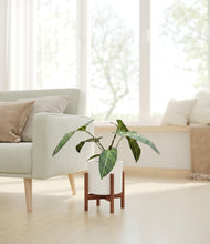 Load image into Gallery viewer, White stand:walnut