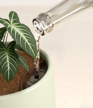 Load image into Gallery viewer, Turquoise stand:all