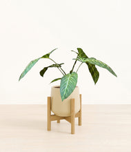 Load image into Gallery viewer, Almond Green stand:bamboo